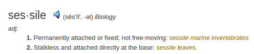    definition sessile