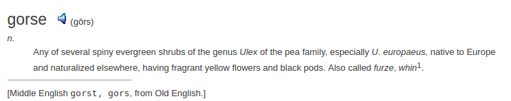 definition gorse