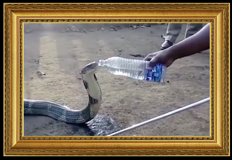 snake drinking water